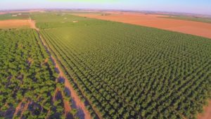 Almond crops in california