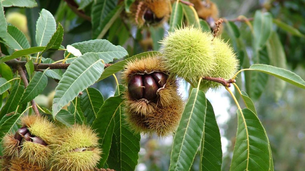 Chestnut Production and Growth in Australia in 2019