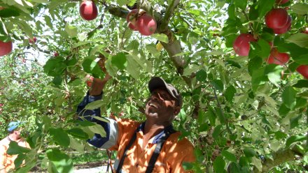 labour in australian farms