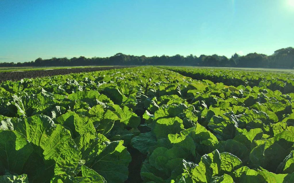 farming land in australia