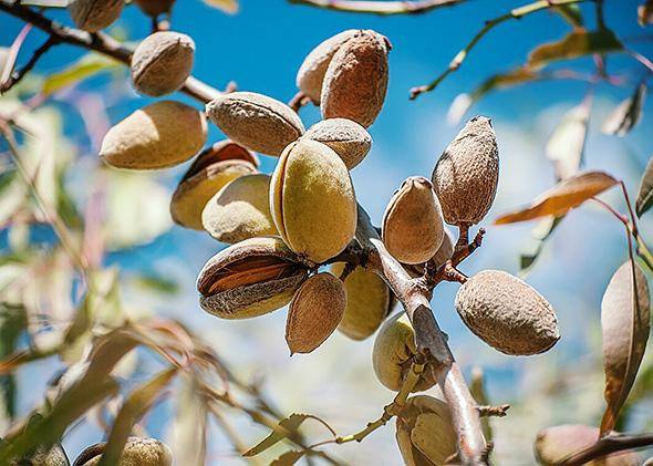 ABA and its role in almond farming