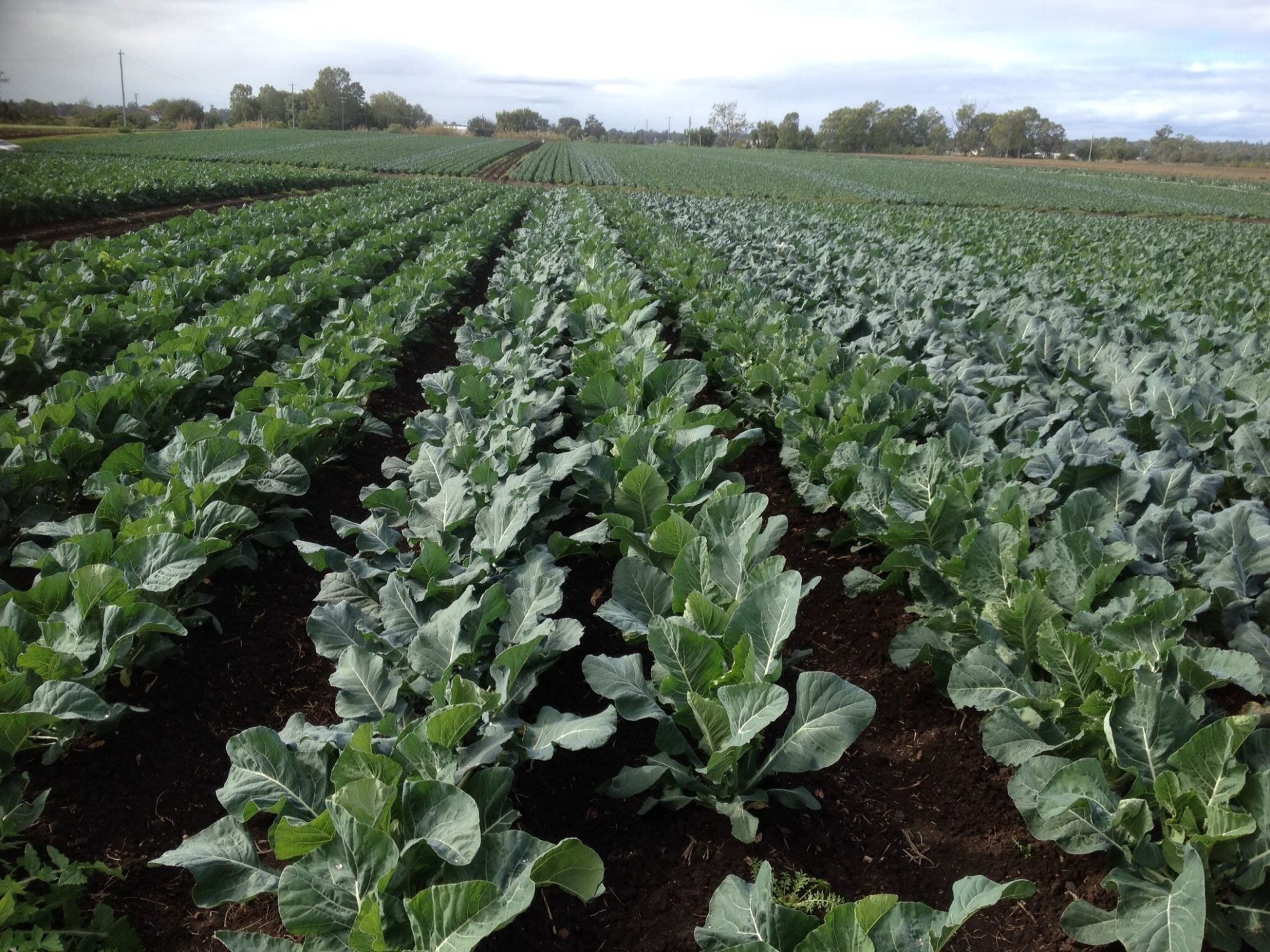 Broccoli/ Baby Broccoli in Australia (2019) Orchard Tech