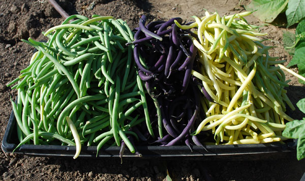 fresh beans produced in australia