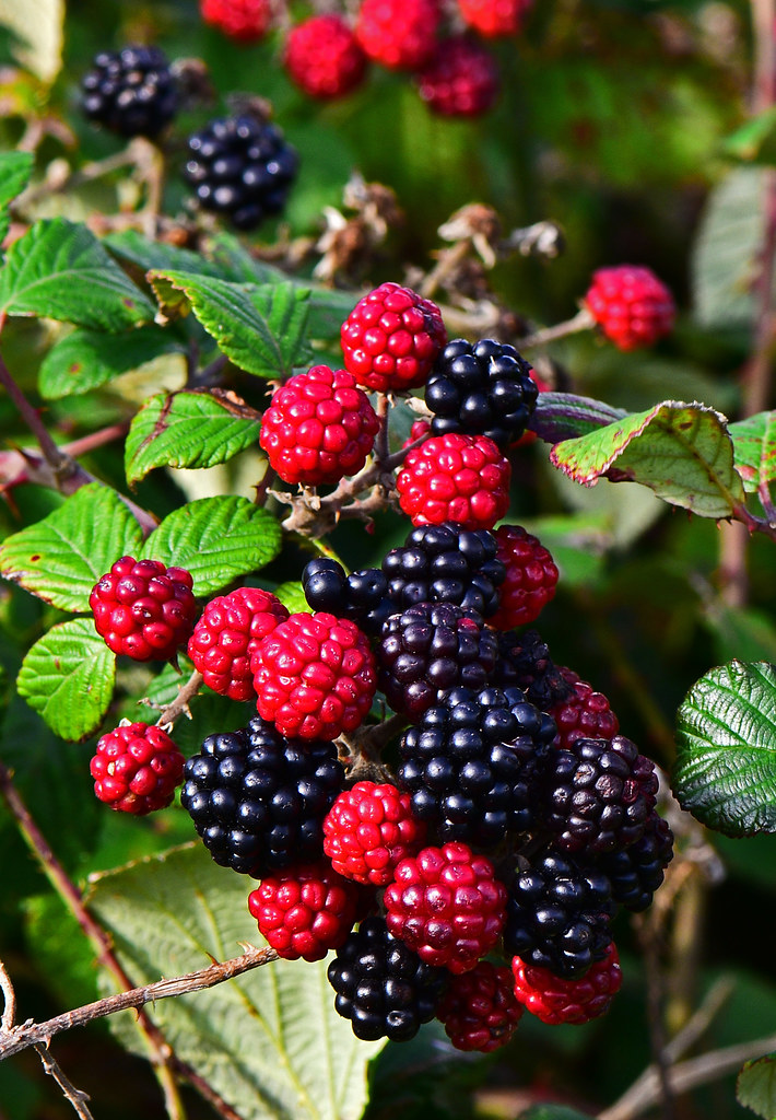 rubus berries production in australia