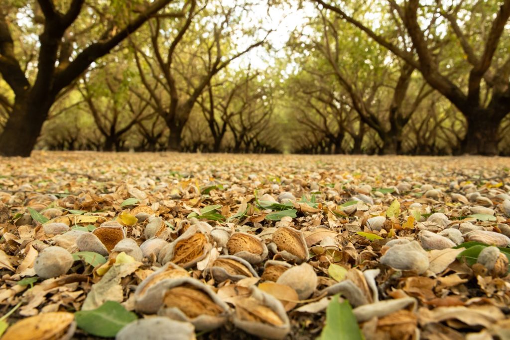 Rich results on Google's SERP when searching for 'almond'