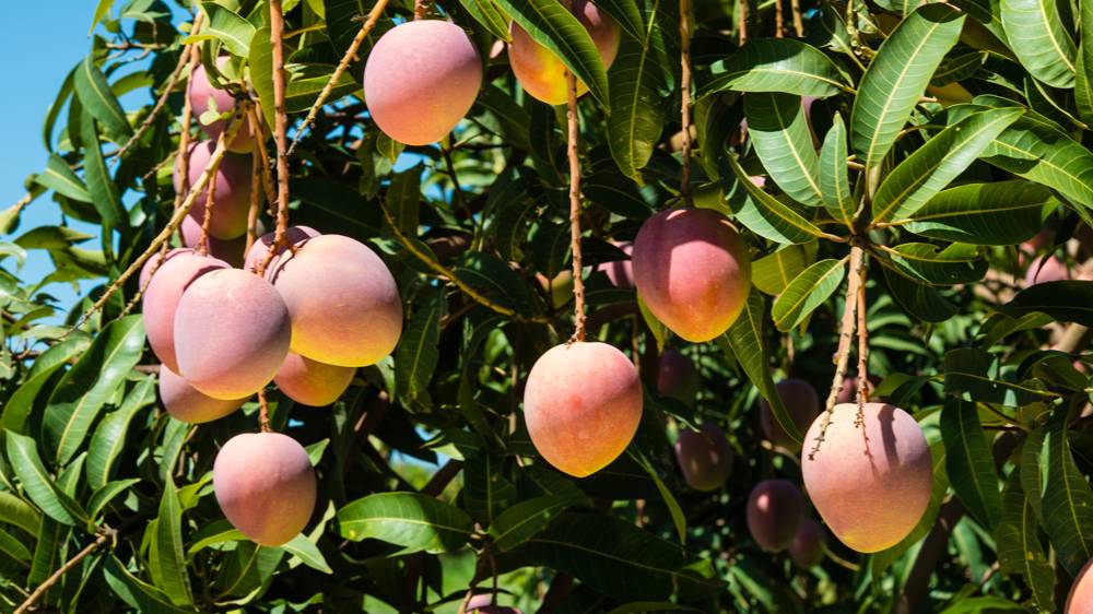 Mangoes Production in Australia (2019) - Orchardtech