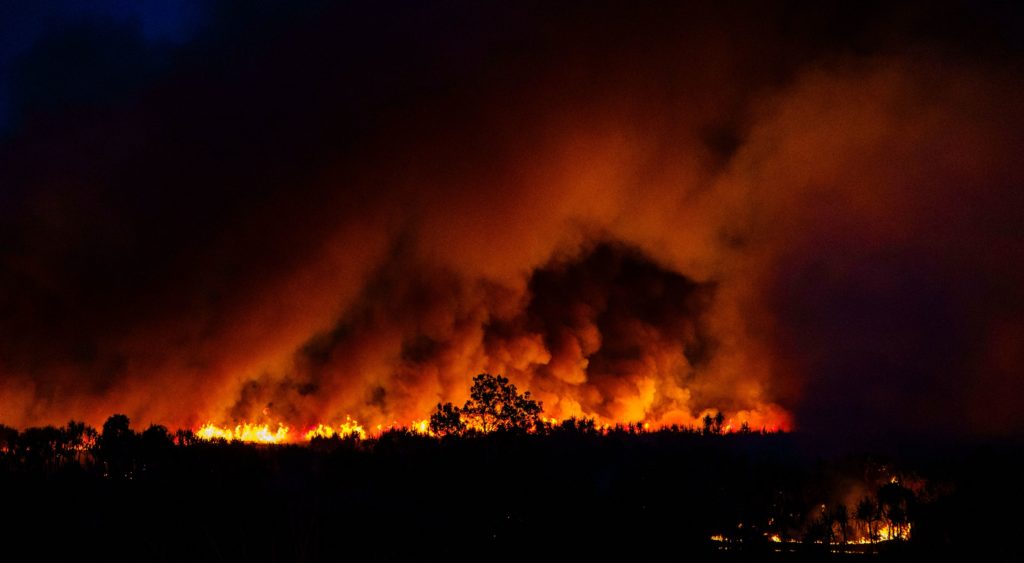 livestock destroyed by fire