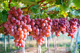 Production of Fresh Grapes in Australia