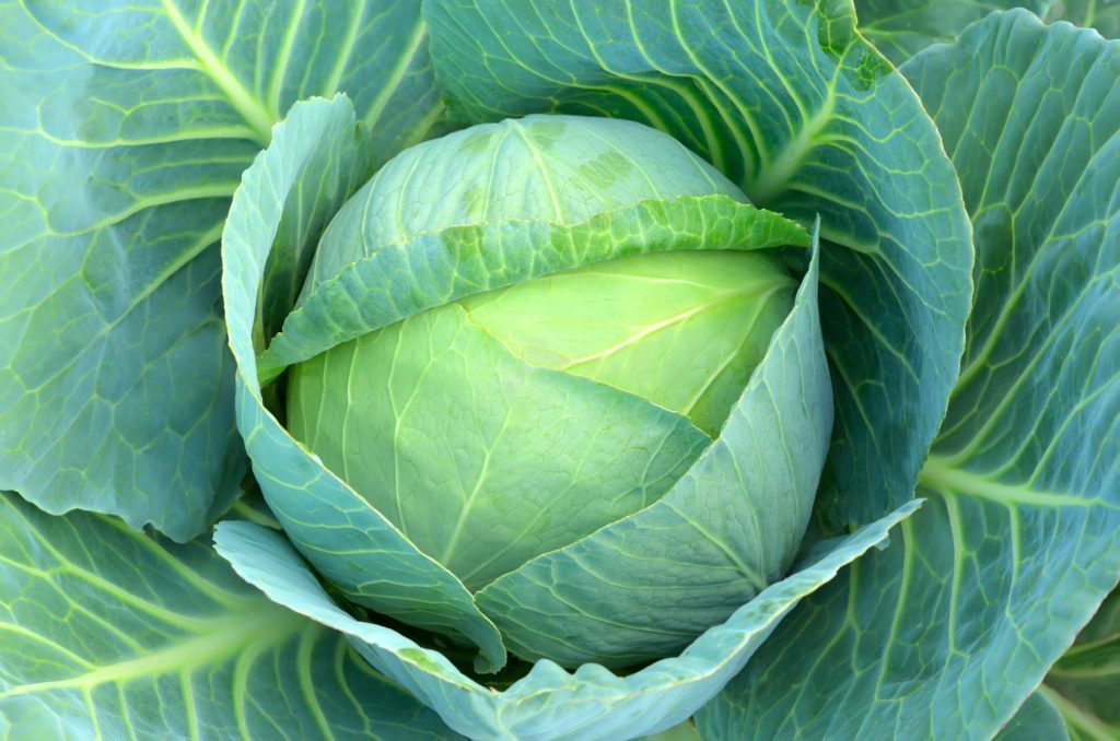 cabbage is part of leafy asian vegetables