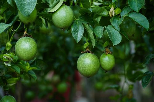 the popularity of the passionfruit in australia