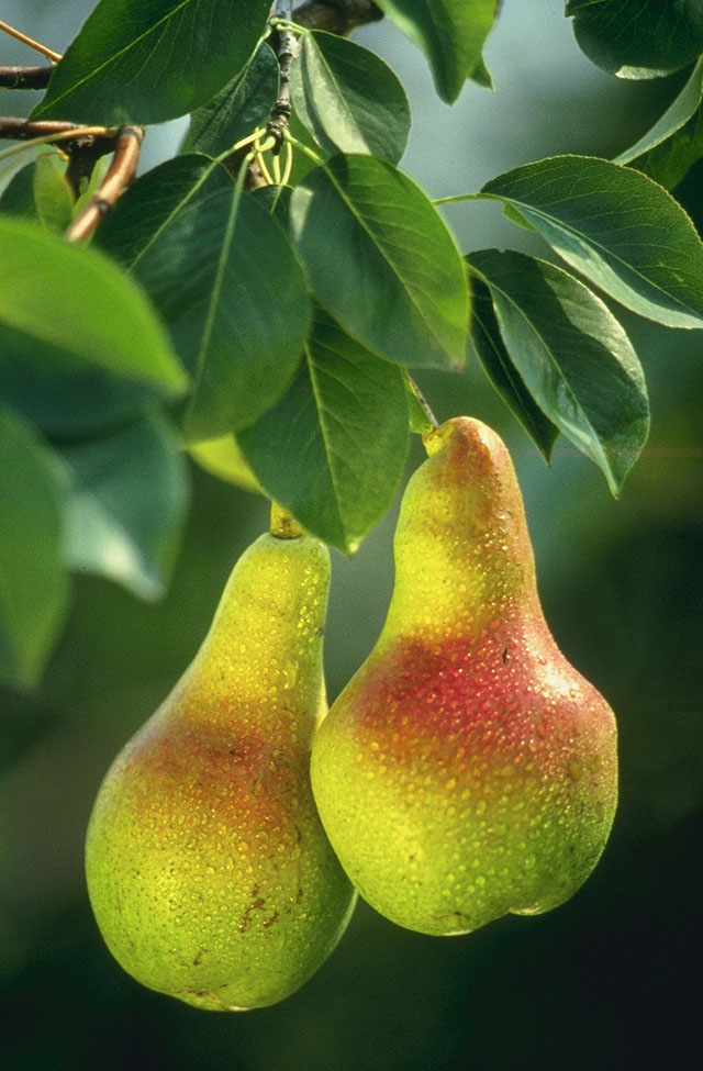 pears are popular in the australian market