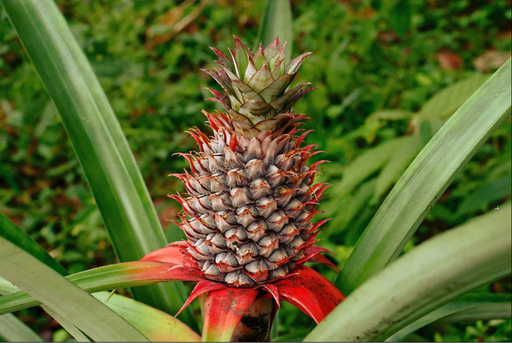 the pineapple industry is flourishing at the moment due to the demand