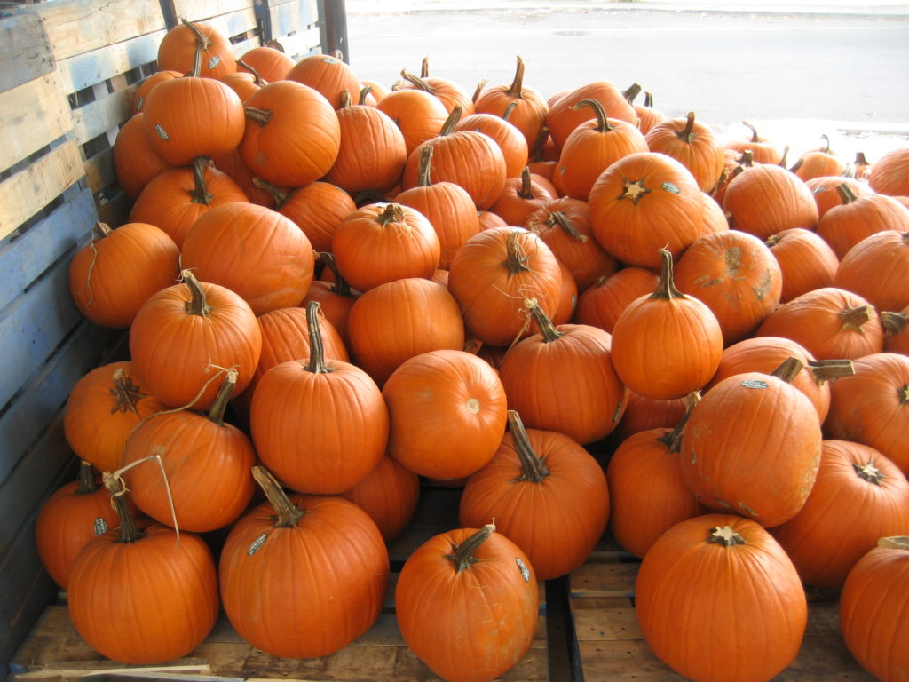 pumpkin production in australia