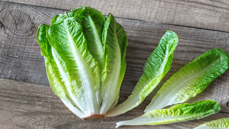 romaine lettuce is also head lettuce