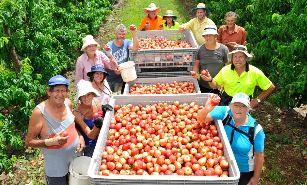 stone fruit growers and the wrath of the pandemic