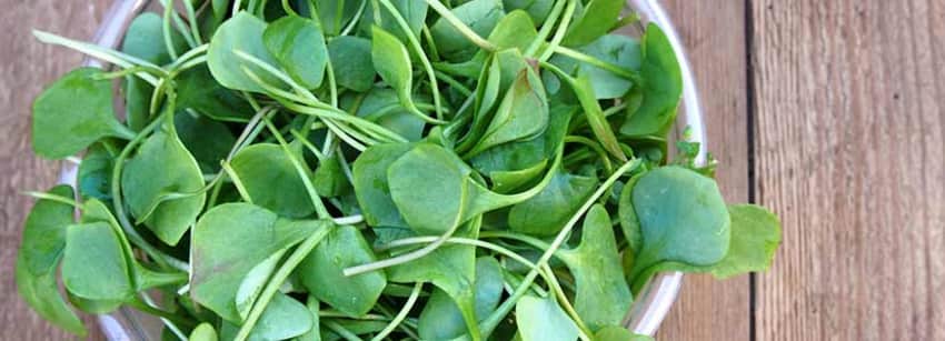 watercress is a leafy salad vegetable