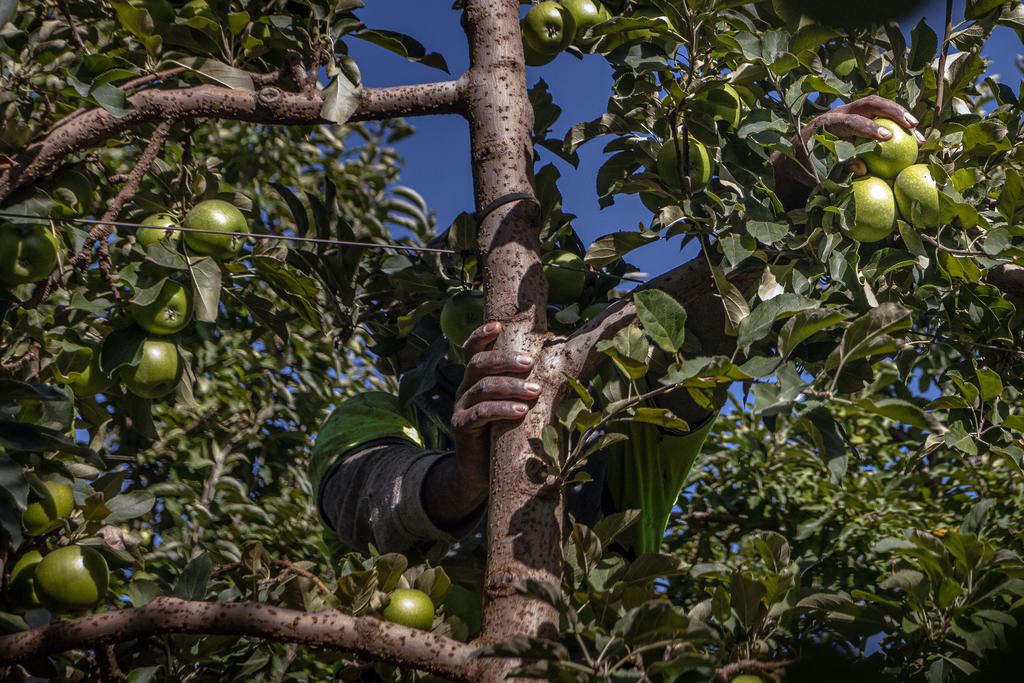 Fruits rotting due to unavailability of pickers.