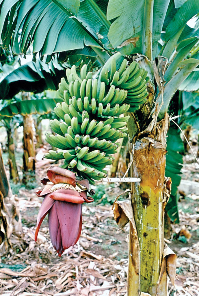 Banana growers distraught as cyclone devastates their farm.