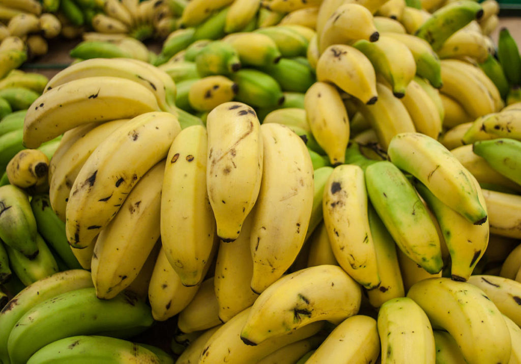 cavendish banana is popular in australia