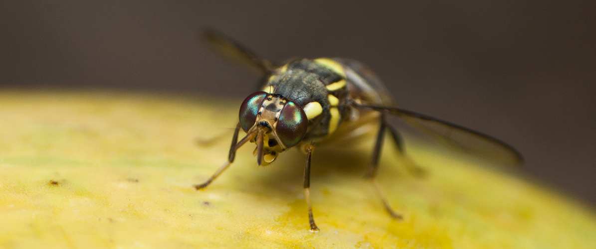 Riverland fruit fly outbreak, Sterile insects released to