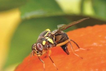 Riverland fruit fly outbreak, Sterile insects released to