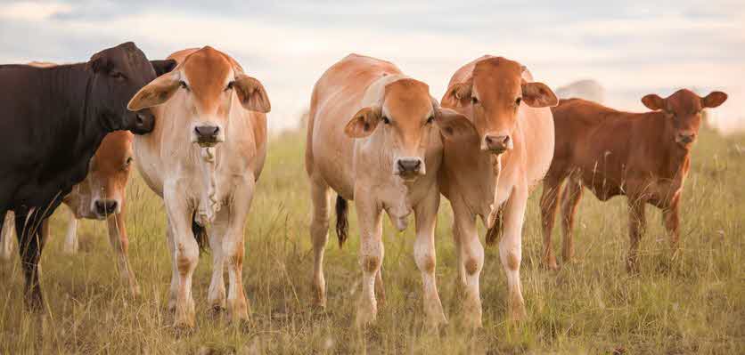 Constance Cattle