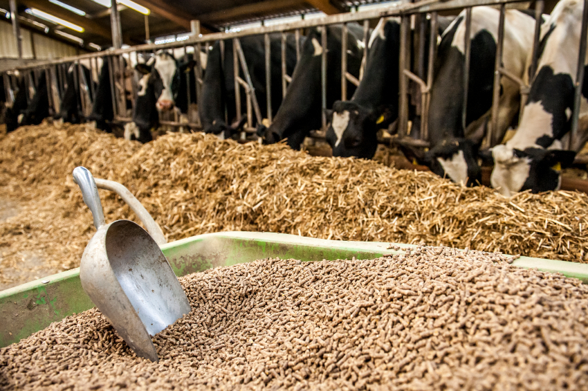 Key Ingredients of Cattle Feed to be Mined Locally - Orchard Tech